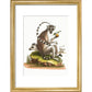 A macaque print in gold frame