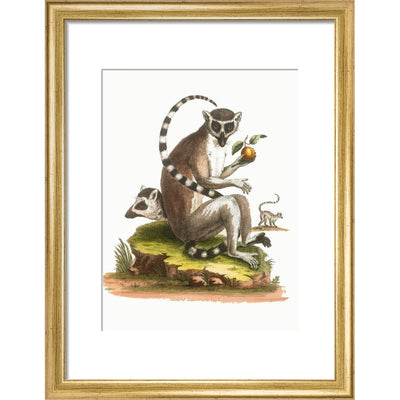 A macaque print in gold frame