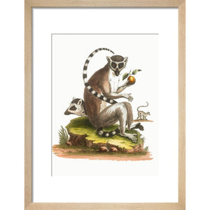 A macaque print in natural frame