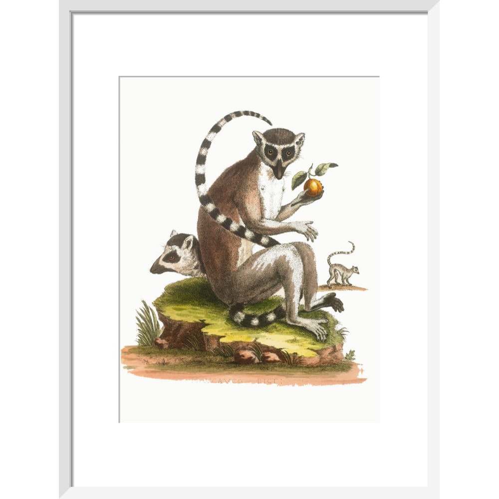 A macaque print in white frame