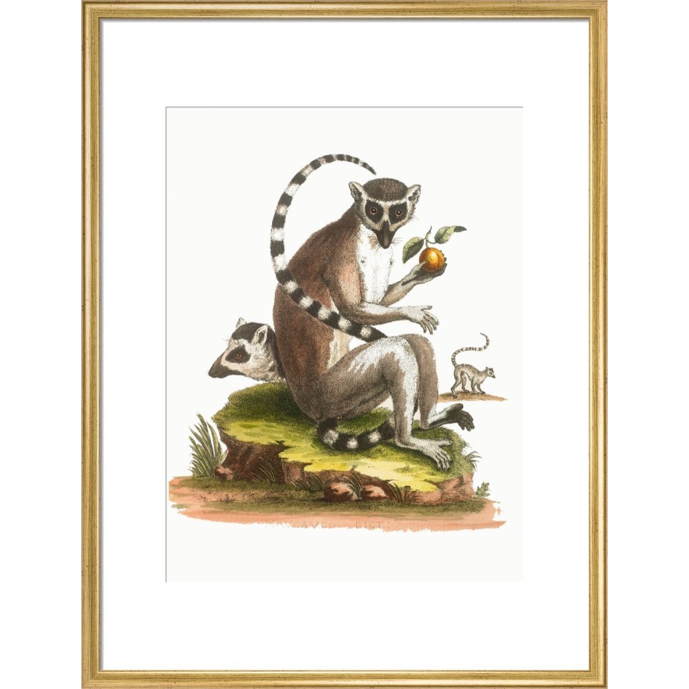 A macaque print in gold frame