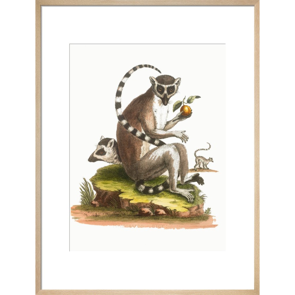 A macaque print in natural frame