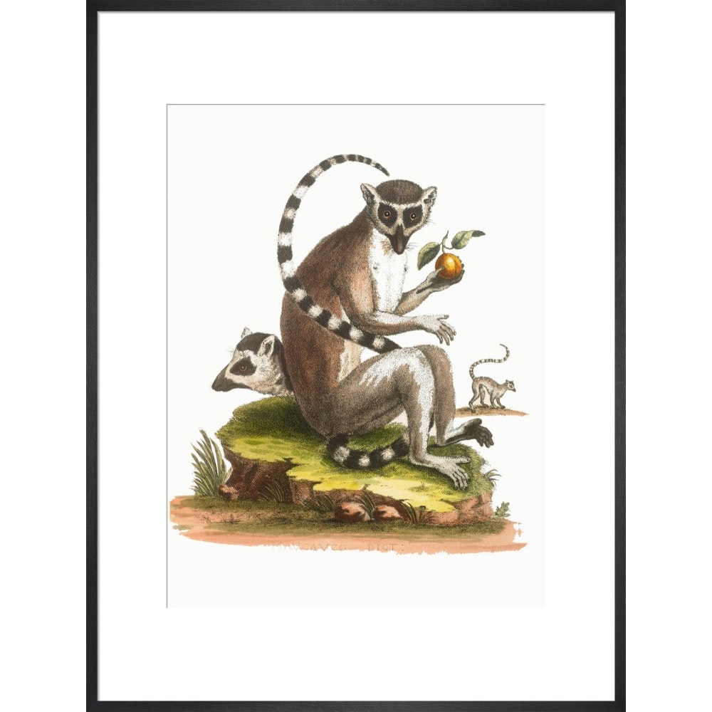 A macaque print in black frame