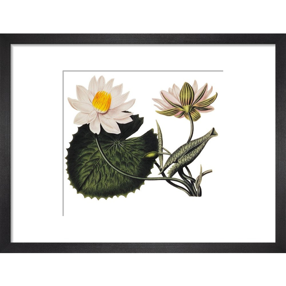 Nymphaea lotus print in black frame