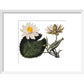 Nymphaea lotus print in white frame