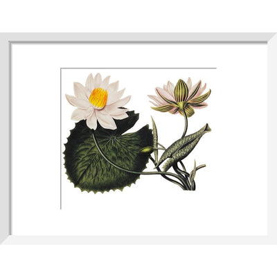 Nymphaea lotus print in white frame