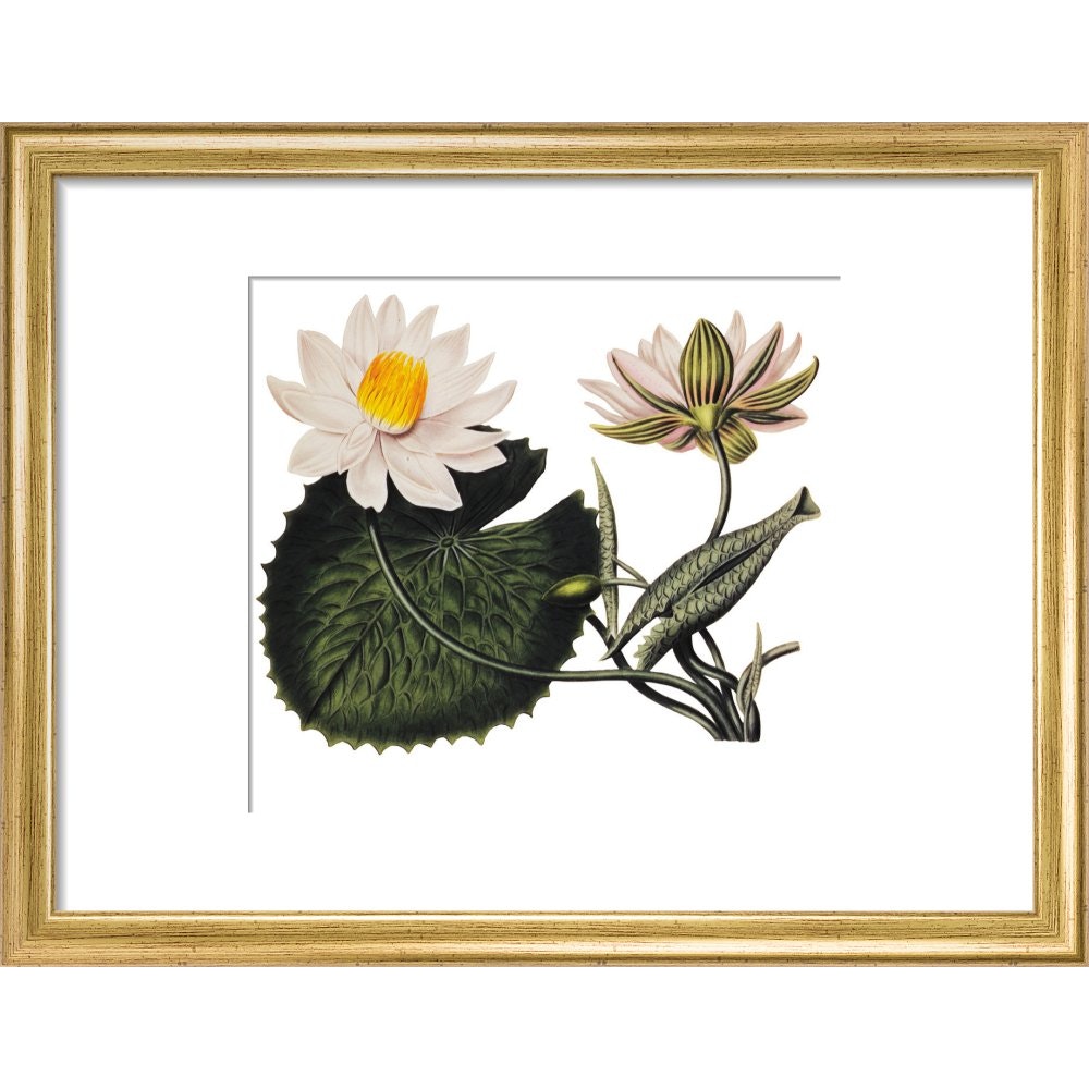 Nymphaea lotus print in gold frame