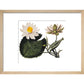 Nymphaea lotus print in natural frame