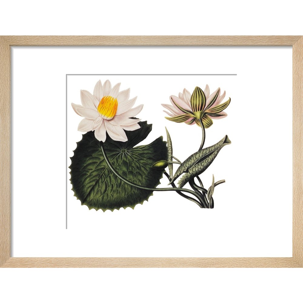 Nymphaea lotus print in natural frame