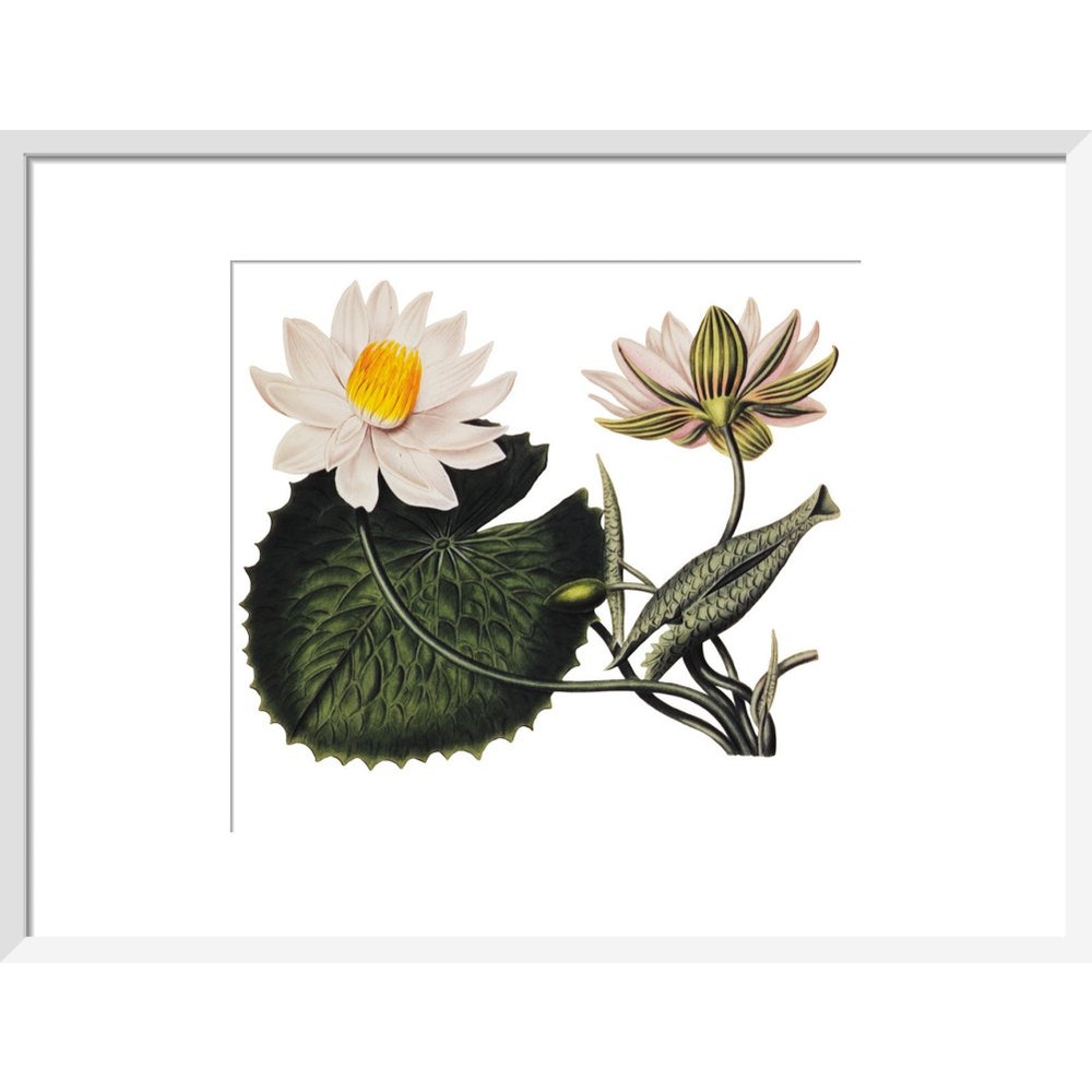 Nymphaea lotus print in white frame