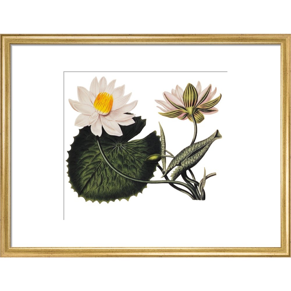 Nymphaea lotus print in gold frame