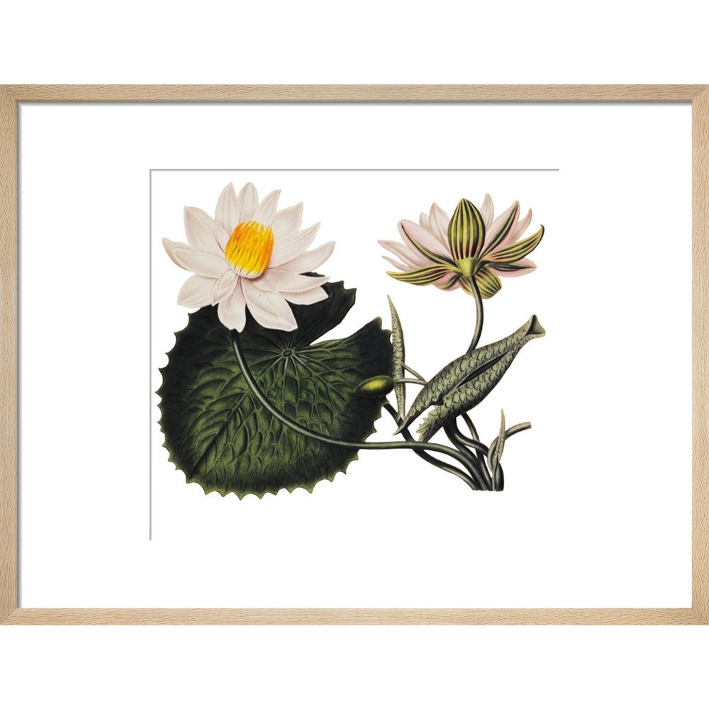 Nymphaea lotus print in natural frame