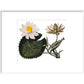 Nymphaea lotus print in white frame