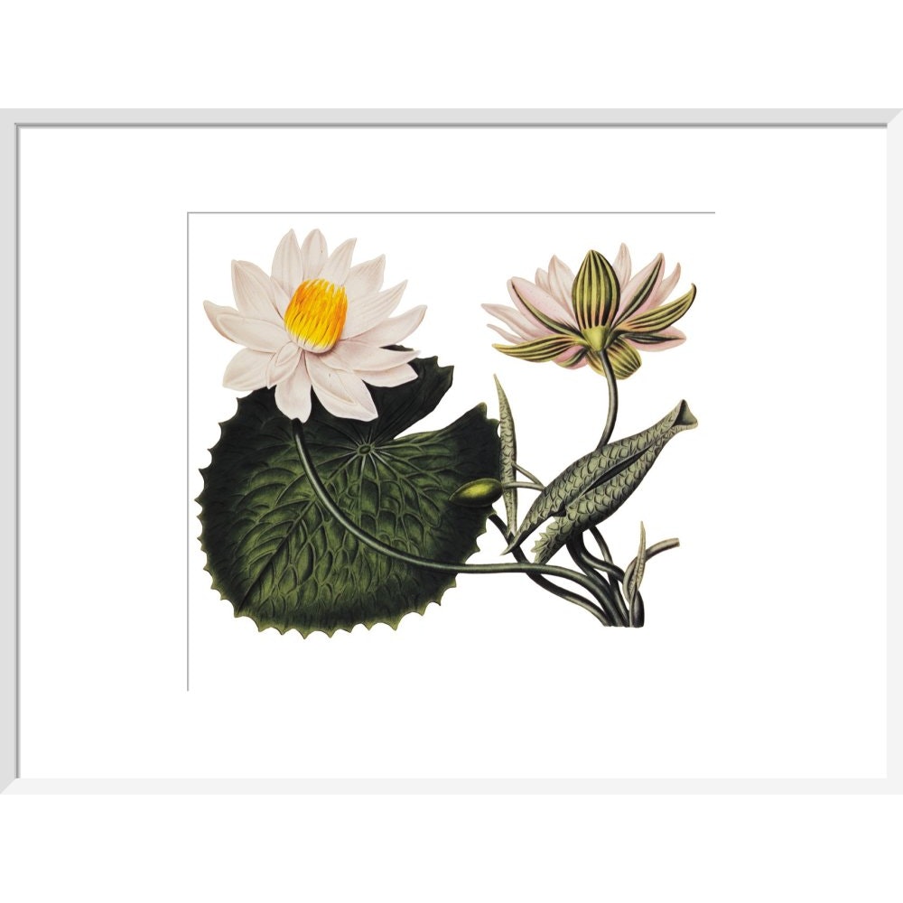 Nymphaea lotus print in white frame
