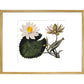 Nymphaea lotus print in gold frame
