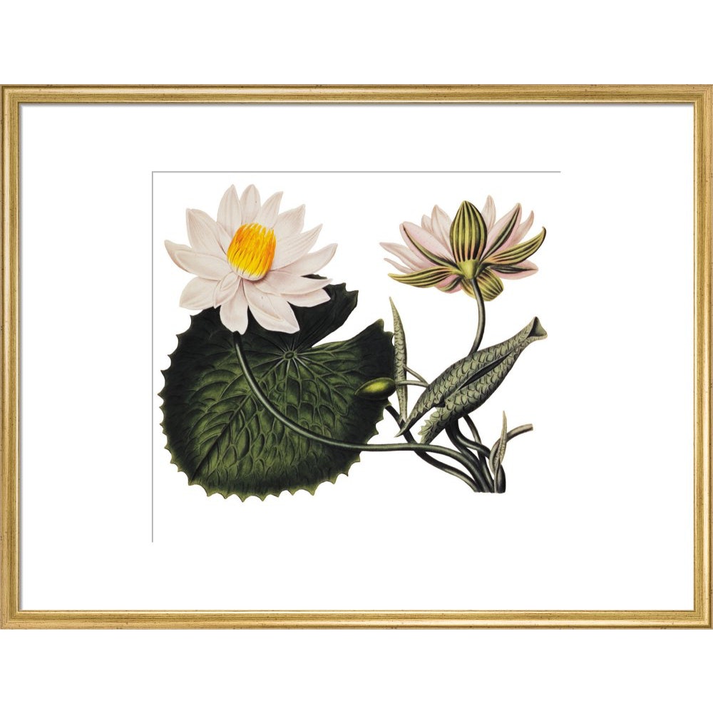 Nymphaea lotus print in gold frame