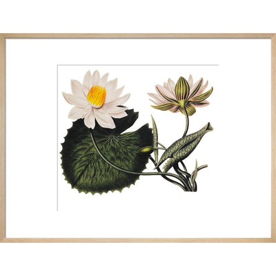 Nymphaea lotus print in natural frame