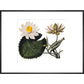 Nymphaea lotus print in black frame