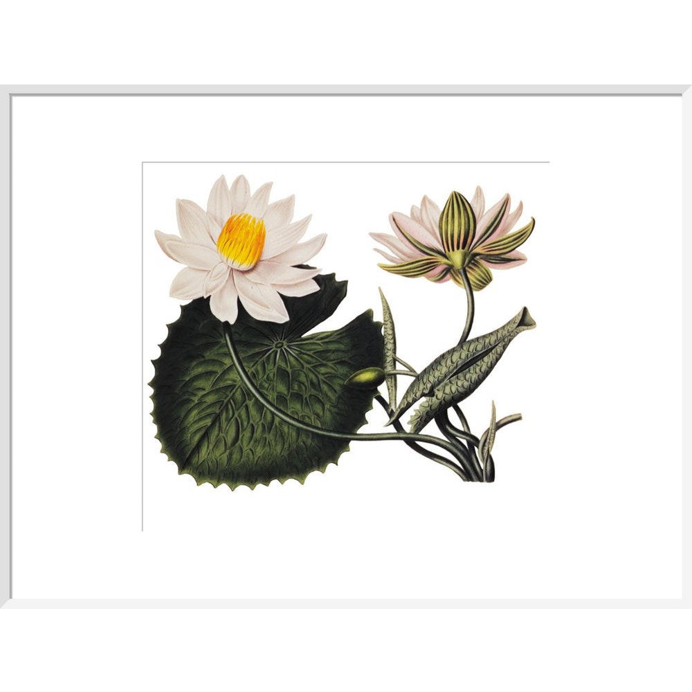Nymphaea lotus print in white frame