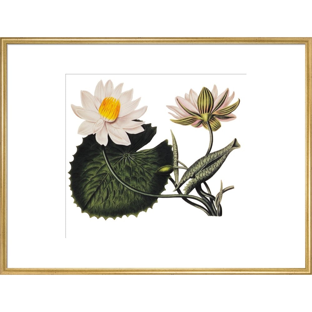 Nymphaea lotus print in gold frame