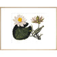 Nymphaea lotus print in natural frame
