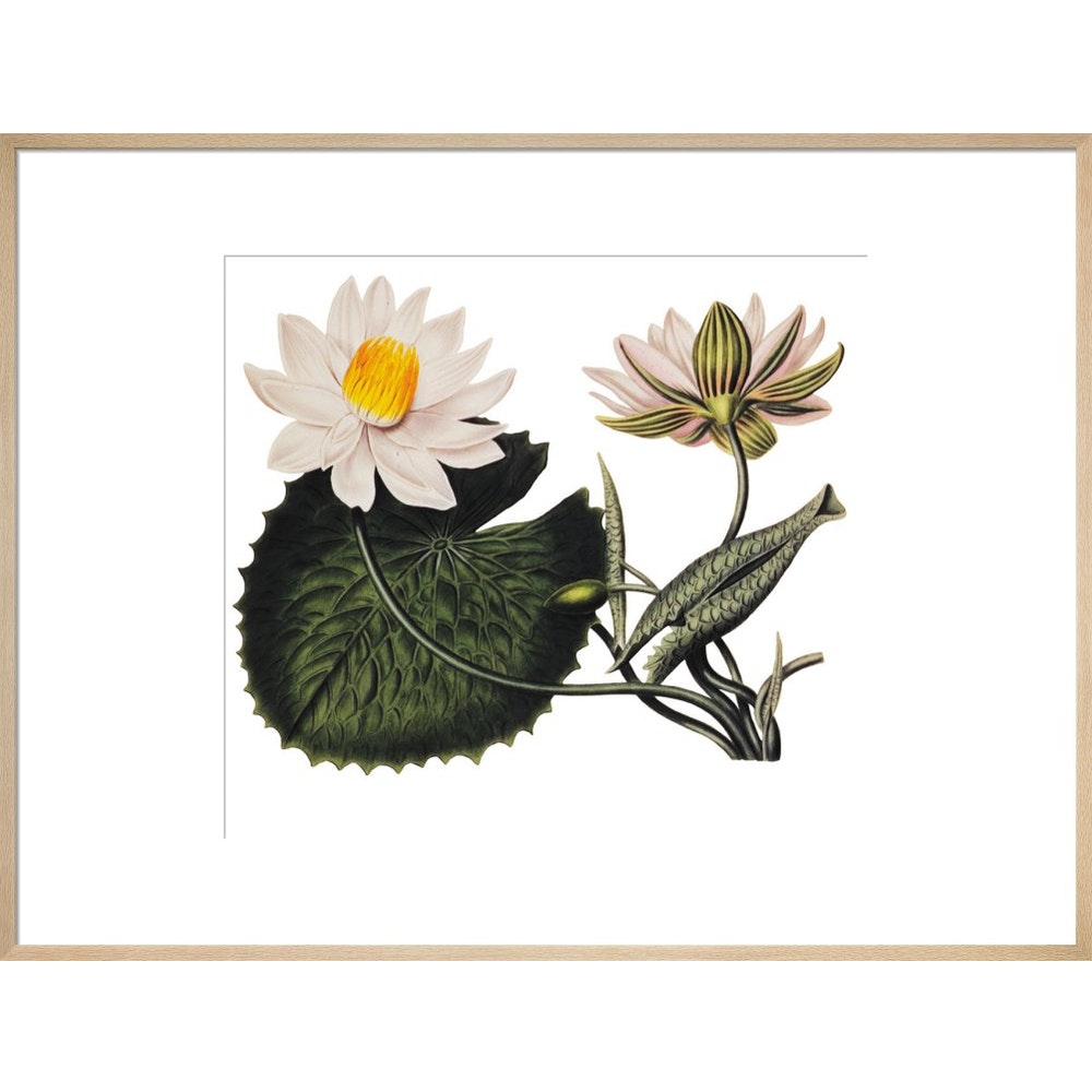 Nymphaea lotus print in natural frame