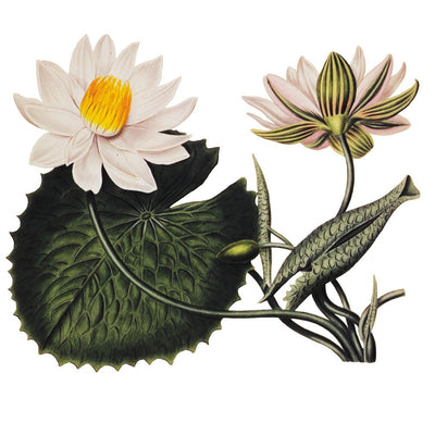 Nymphaea lotus print