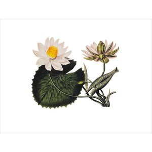 Nymphaea lotus print unframed