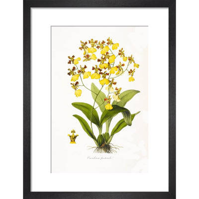 Orchid print in black frame