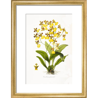 Orchid print in gold frame