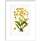 Orchid print in white frame