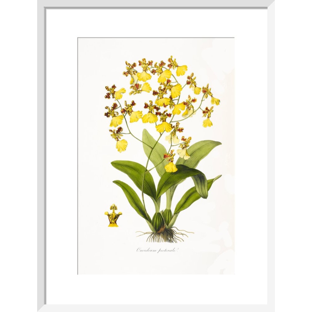 Orchid print in white frame