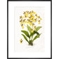 Orchid print in black frame
