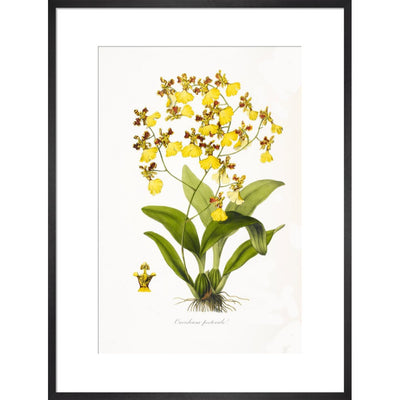 Orchid print in black frame