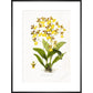 Orchid print in black frame