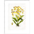 Orchid print in white frame