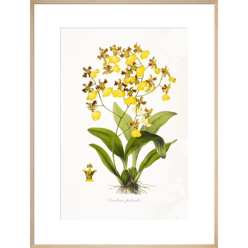 Orchid print in natural frame