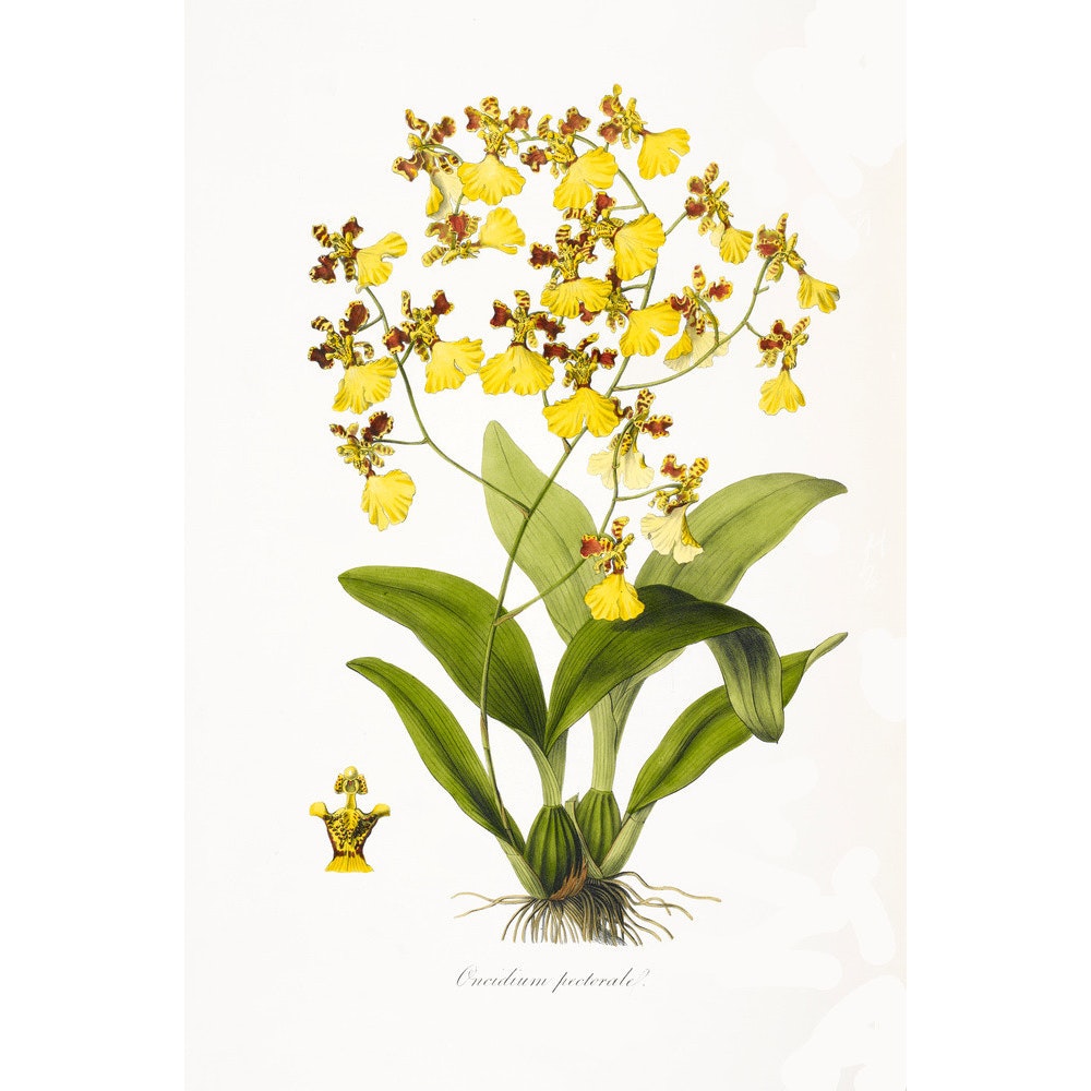 Orchid print