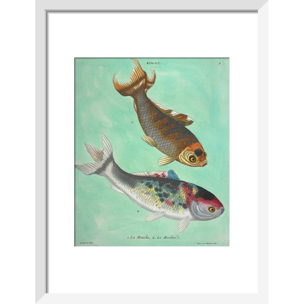 Kin-Yu: a pair of fish print in white frame