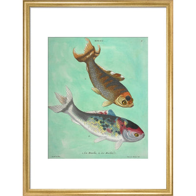 Kin-Yu: a pair of fish print in gold frame