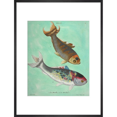 Kin-Yu: a pair of fish print in black frame