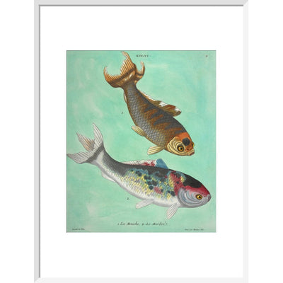 Kin-Yu: a pair of fish print in white frame
