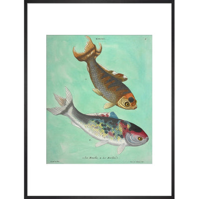 Kin-Yu: a pair of fish print in black frame