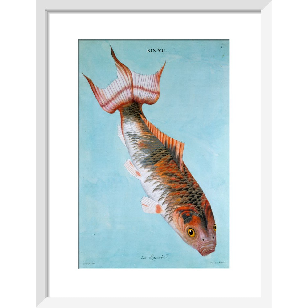 Kin-Yu: Le Superbe fish print in white frame