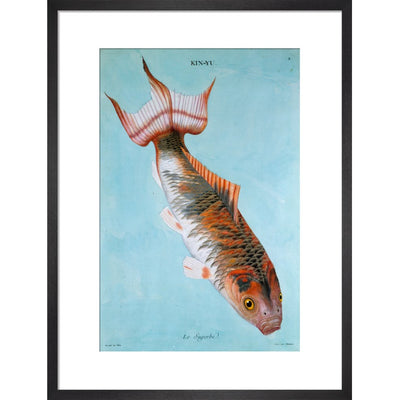 Kin-Yu: Le Superbe fish print in black frame