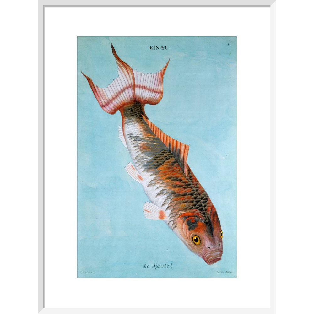 Kin-Yu: Le Superbe fish print in white frame