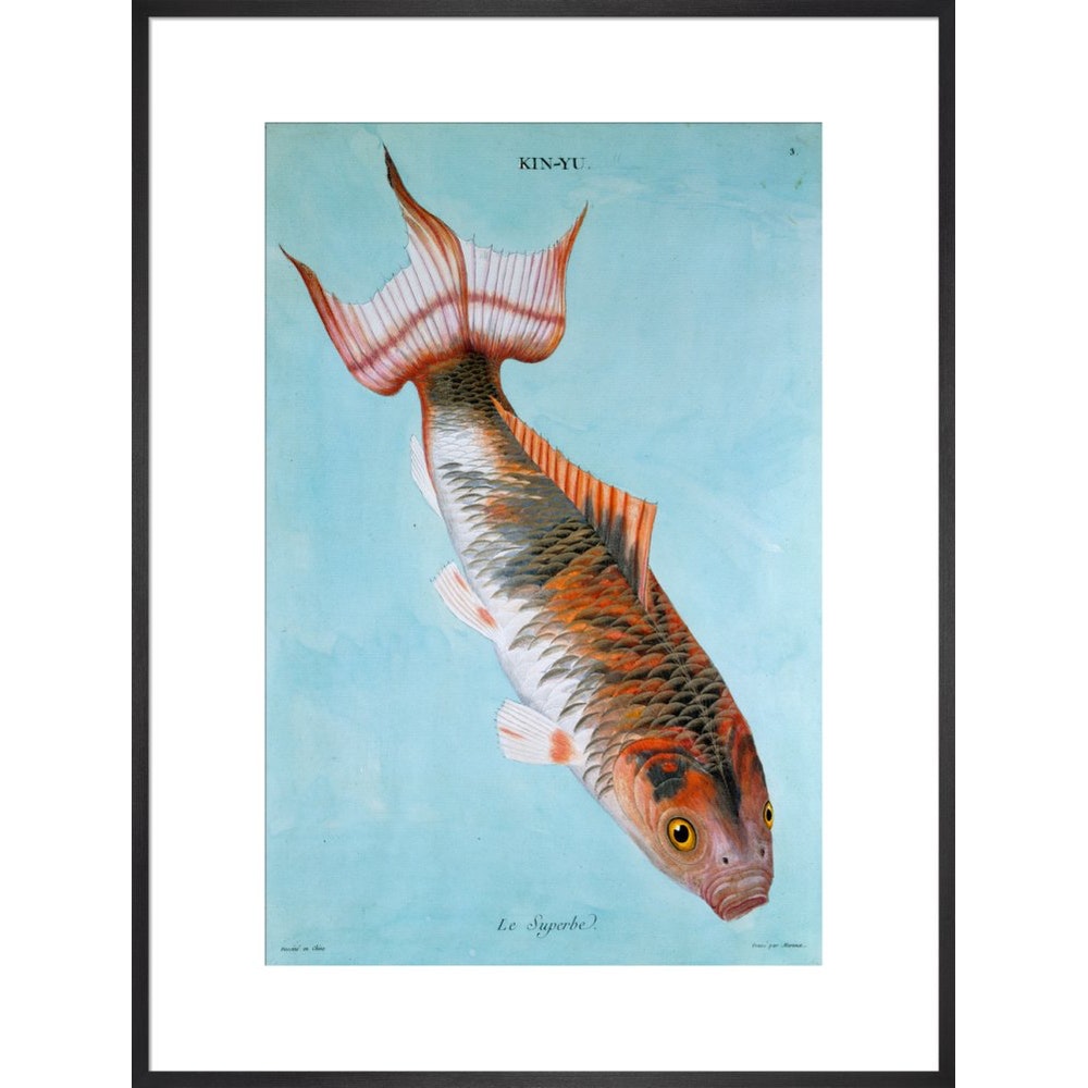 Kin-Yu: Le Superbe fish print in black frame