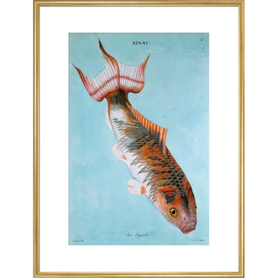 Kin-Yu: Le Superbe fish print in gold frame
