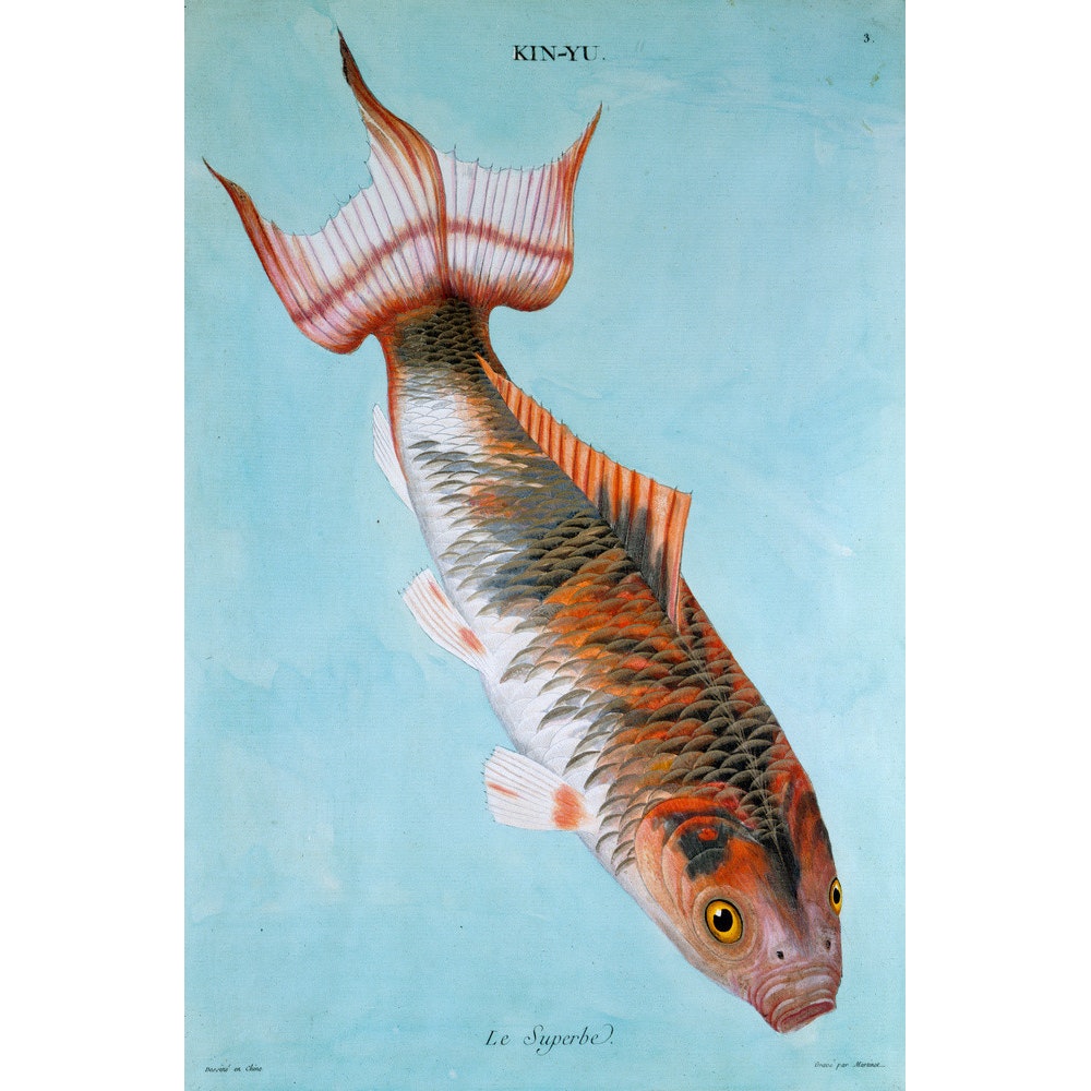 Kin-Yu: Le Superbe fish print