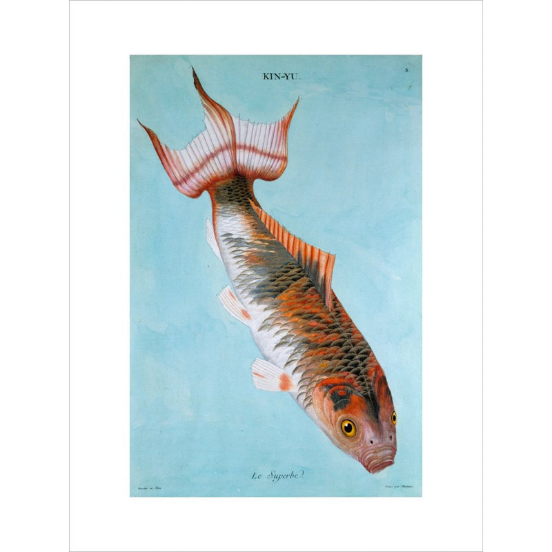Kin-Yu: Le Superbe fish print